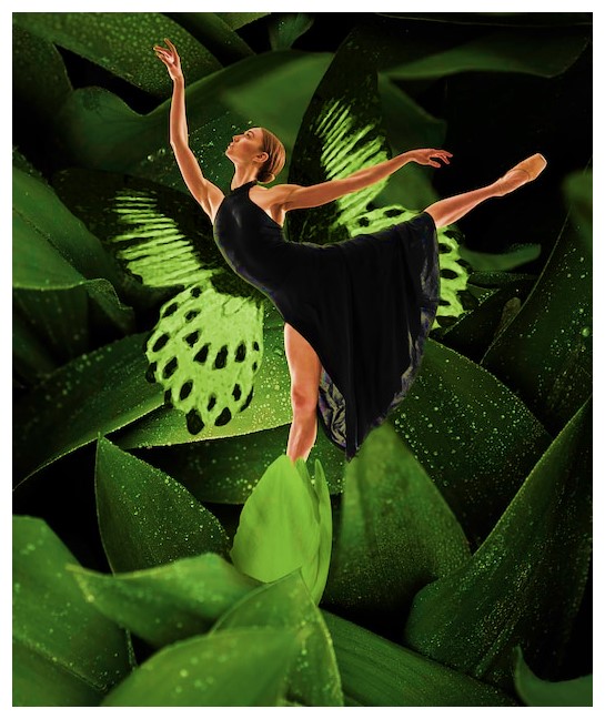 La métamorphose du papillon